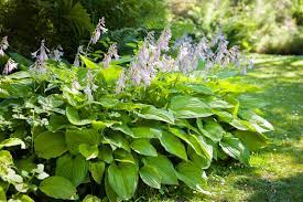 Hosta