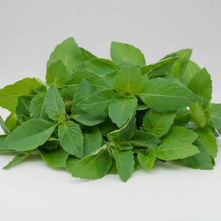Basil Indian (Tulsi / Holy Basil) Seeds – Heirloom Aromatic Herb