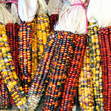 Corn, Indian