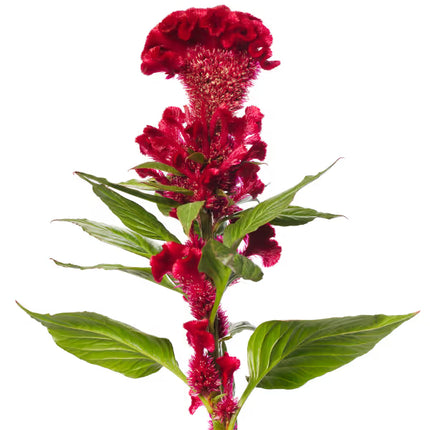 Celosia Jack Series Seeds– Professional Feathered Flame Cut Flower Standard