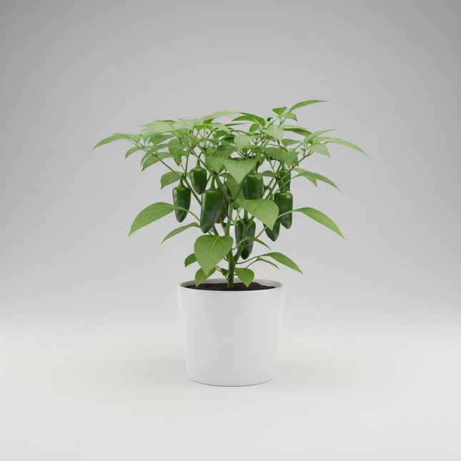 Piment, jalapeño