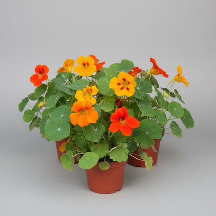 Mezcla de flores para bufé de abejorros