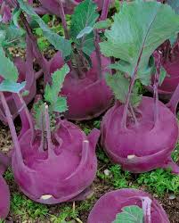 Kohlrabi, Purple Vienna