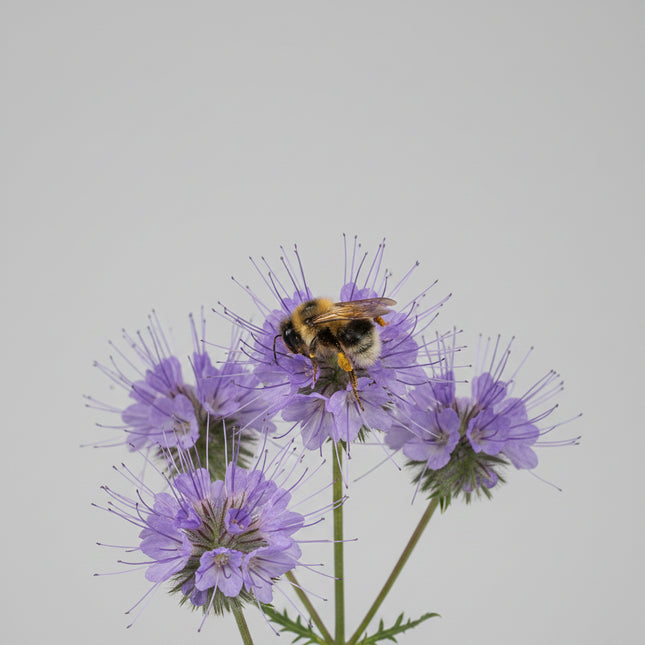 Blue Tansy (Fiddleneck) Seeds – Heirloom Native Pollinator Magnet
