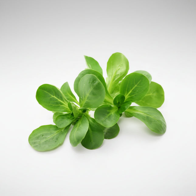 Ensalada de lechuga y mezclum