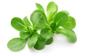 Lamb's Lettuce, Corn Salad