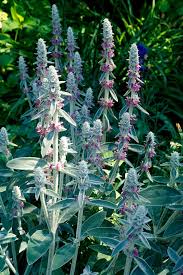 Lamb's-ear