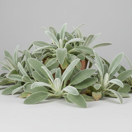 Lamb's-Ear Seeds – Velvety Ornamental Perennial