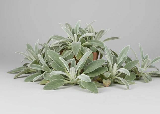 Lamb's-Ear Seeds – Velvety Ornamental Perennial