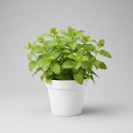Lemon Balm Seeds – Heirloom Fragrant Herbal Favorite