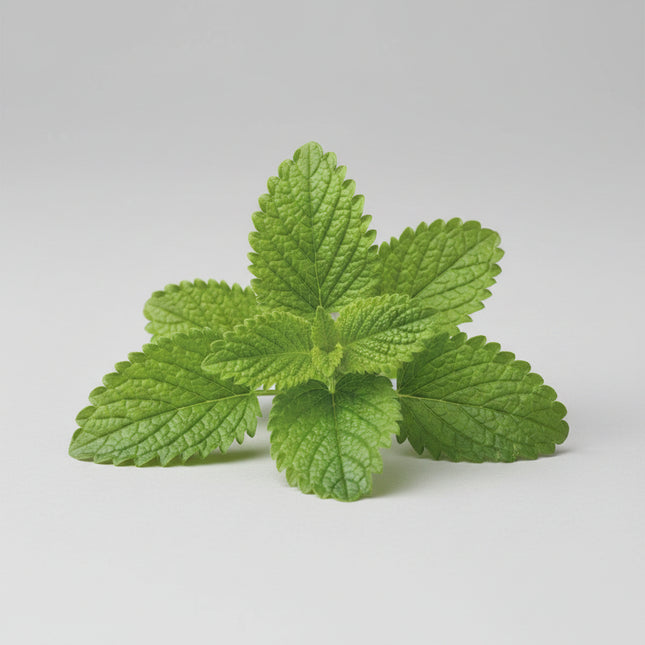 Lemon Balm Seeds – Heirloom Fragrant Herbal Favorite