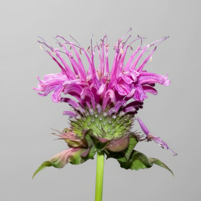 Bergamot Lemon Seeds – Heirloom Aromatic Wildflower & Herb