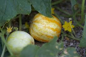 Lemon Cucumber