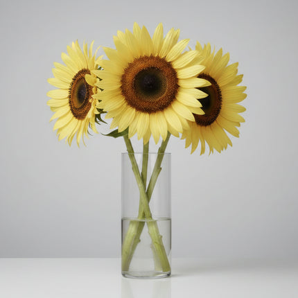 Sunflower Lemon Queen Seeds – Heirloom Pale Yellow Pollinator Favorite