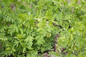 Lentils, Small Green