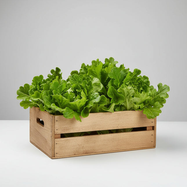 Lechuga, Baby Oakleaf