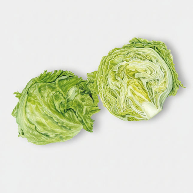 Lechuga Iceberg Roja