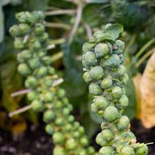 Brussel Sprouts, Long Island