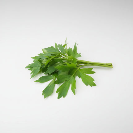 Lovage Seeds – Heirloom Robust Savory Favorite