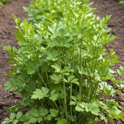 Lovage Seeds – Heirloom Robust Savory Favorite