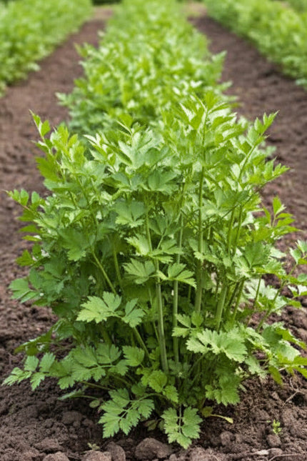 Lovage Seeds – Heirloom Robust Savory Favorite