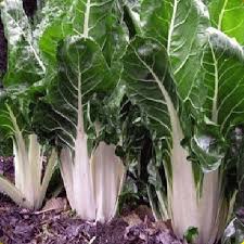 Chard, Swiss Lucullus Giant