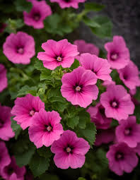 Mauve, rose vif