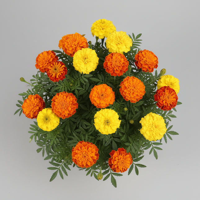 Marigold French Petite Seeds – Heirloom Compact Floral Favorite
