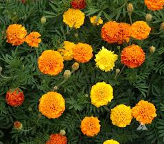 Marigold, French Petite
