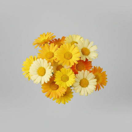 Calendula Daisy FG Mix Seeds – Heirloom Bright Edible Floral Favorite
