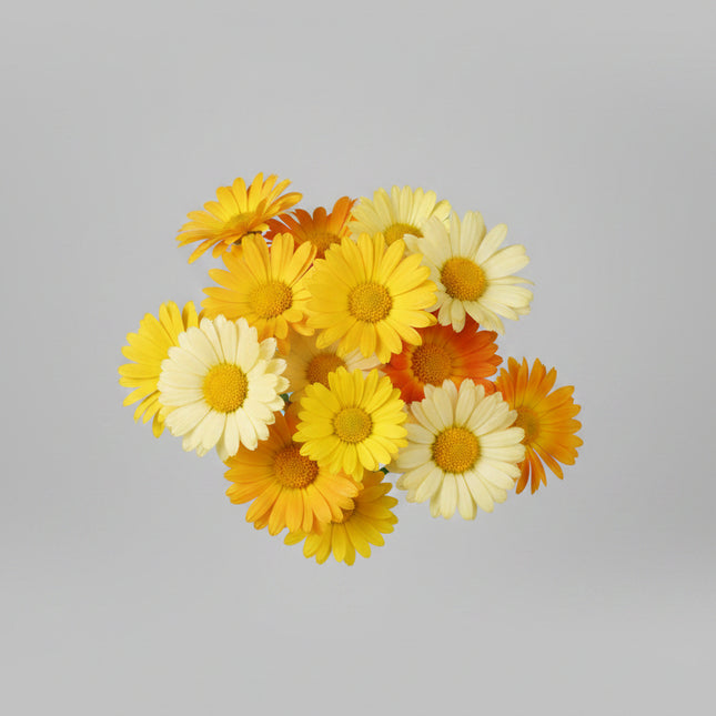 Calendula Daisy FG Mix Seeds – Heirloom Bright Edible Floral Favorite