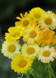 Calendula, Daisy FG Mix