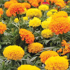 Marigold, Crackerjack Mixed