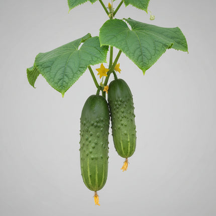 Cucumber Marketmore Seeds – Heirloom Outstanding Slicing Standard