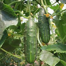 Cucumber, Marketmore