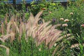 Ornamental Grass, Beauty of Marrakesh