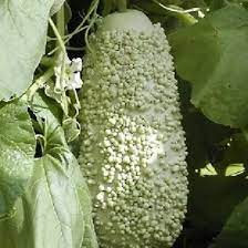 Gourd, Verruqueuse de Maurice