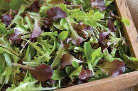 Lettuce, Mesclun Salad