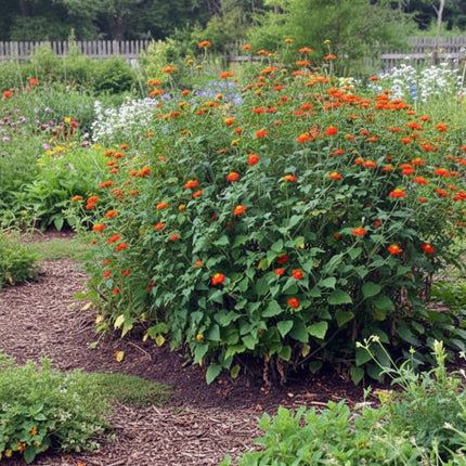 Mexican Sunflower Seeds – Heirloom Vibrant Pollinator Magnet