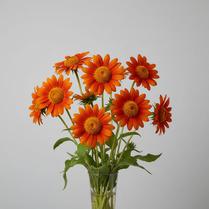 Mexican Sunflower Seeds – Heirloom Vibrant Pollinator Magnet