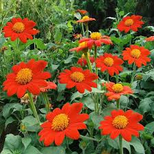 Mexican Sunflower