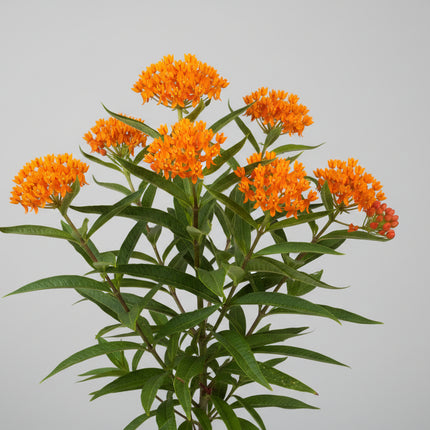 Butterfly Milkweed Seeds – Heirloom Native Orange Monarch Magnet