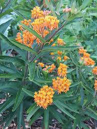 Butterfly Milkweed