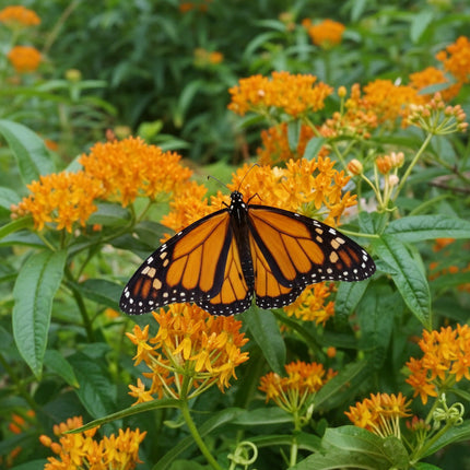Butterfly Milkweed Seeds – Heirloom Native Orange Monarch Magnet