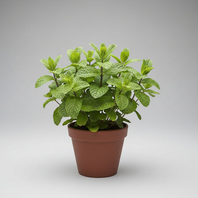 Mint Seeds – Heirloom Aromatic Culinary & Tea Classic