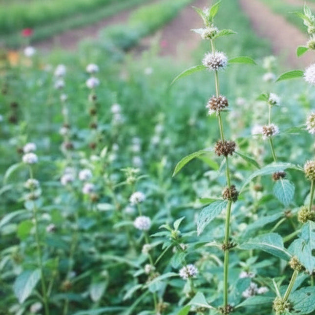 Mint Seeds – Heirloom Aromatic Culinary & Tea Classic