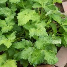 Mitsuba, Japanese Parsley