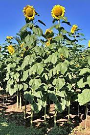 Sunflower, Mongolian Giant