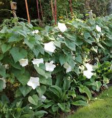 Moonflower