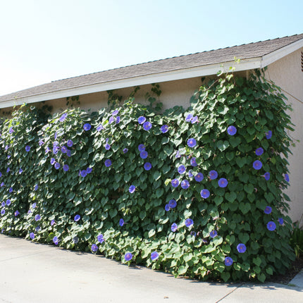 Morning Glory Seeds – Heirloom Classic Climber
